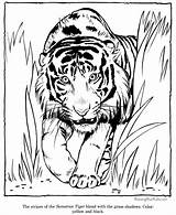 Coloring Tiger Print Pages sketch template