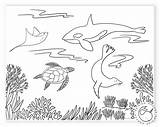 Animals Sea Coloring Pages Jane Sarah Single Studios sketch template