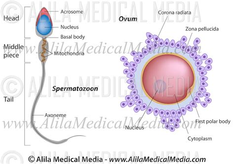 Structure Of Egg And Sperm Alila Medical Images
