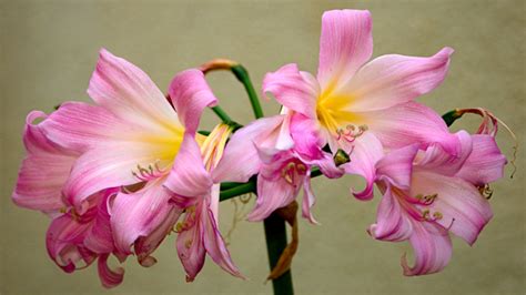 naked lady flowers amaryllis in the wild and the garden dengarden