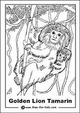 Coloring Pages Endangered Animals Tamarin 16kb Getcolorings sketch template