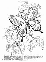 Book Coloring Butterfly Dover Nature Visit Butterflies Pages sketch template