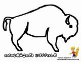 Buffalo Coloring Pages Clipart Simple Outline Drawing Printable Bison Template Print Kids American Color Indian Line Colouring Popular Gif Coloringhome sketch template