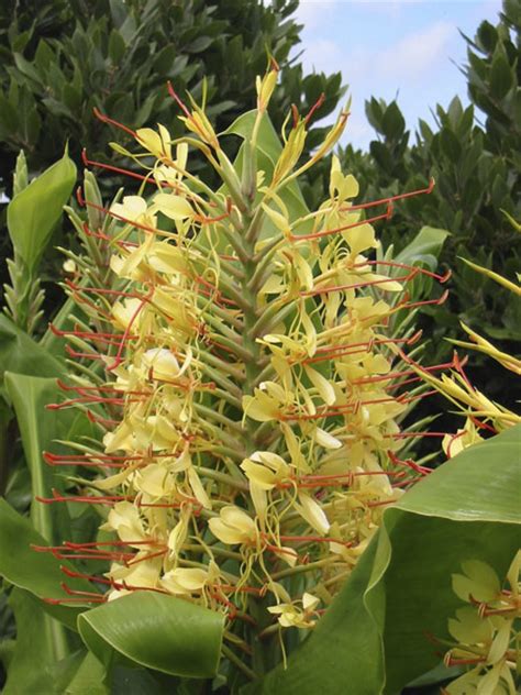 buy kahili ginger hedychium gardnerianum delivery by