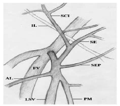 radiologyspirit surgical anatomy  saphenous veins