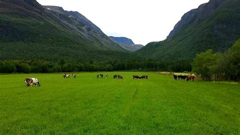 our beautiful cows getting some fresh air last summer