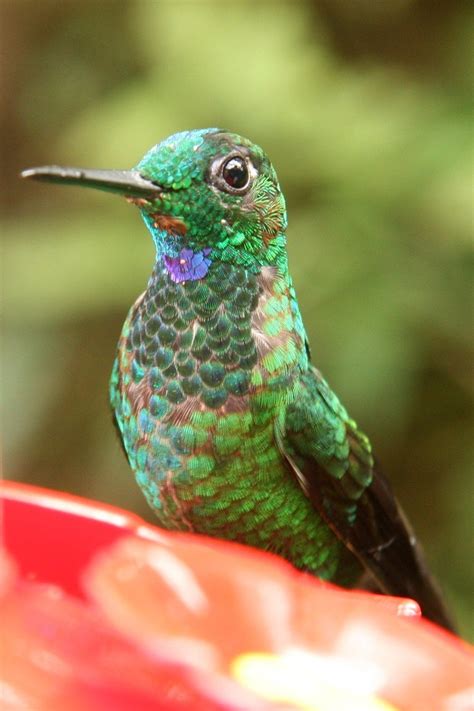 hummingbird  photo  freeimages
