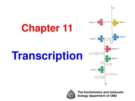 ppt chapter 11 transcription powerpoint presentation