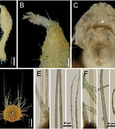 Afbeeldingsresultaten voor "octobranchus Floriceps". Grootte: 165 x 185. Bron: www.researchgate.net
