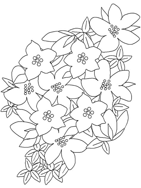 drawing flowers  nature printable coloring pages