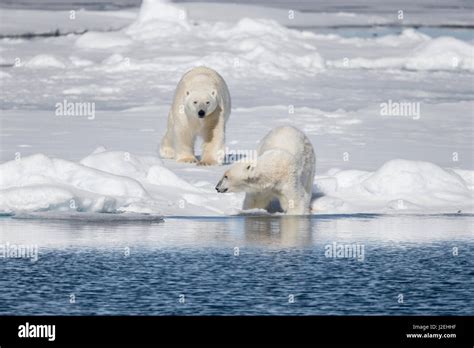 Norway Svalbard Pack Ice Big Male Polar Bear Ursus Maritimus