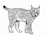 Lynx Coloring Pages Printable Animals Drawing sketch template