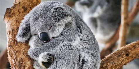 Der Koala Hier Könnt Ihr Die Beuteltiere Beobachten