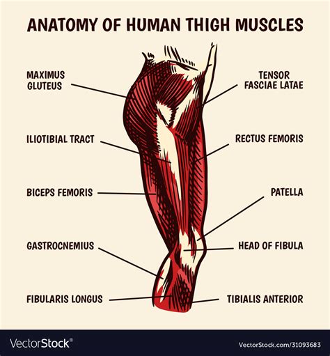 Anatomy Of Human Thigh Muscles Anterior View Thigh Muscles Human