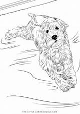 Goldendoodle Labradoodle Lounging Mandy Doodles Justcoloringbook sketch template
