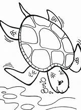 Turtle Coloring Sea Pages Printable Diver Deep Coloring4free Box Color Cartoon Colouring Getcolorings Printables Drawing Getdrawings Adults Turtles Print Popular sketch template