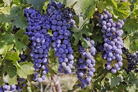 la uva vale cada vez menos  se avecina otro ano de rentabilidad negativa