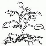 Roots Plant Coloring Pages Plants Clip Clipart Tree Drawing Flower Tomato Flowers Colouring Stem Cliparts Trees Root Leaves Drawings Color sketch template