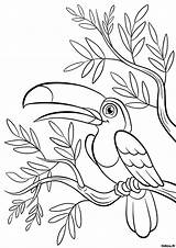 Toucan Coloriage Coloriages Animaux Branche Tidou Bois Gratuits sketch template