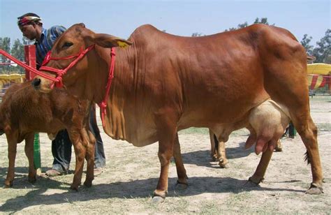 Buy Sahiwal Cow From Khurana Dairy Farm India Id 803366