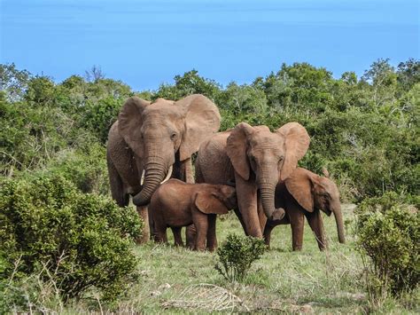 photo elephant family elephant safari  image  pixabay