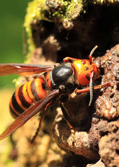japanese giant hornet facts complete guide