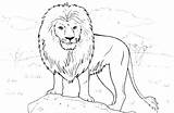Coloring Lioness Pages Lion Getdrawings Printable Getcolorings sketch template