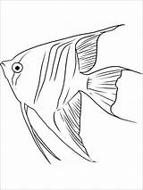 Coloring Angelfish Queen Fish Coloringbay Designlooter Recommended sketch template