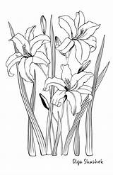 Lilies sketch template