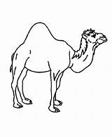 Animal Coloring Camel sketch template