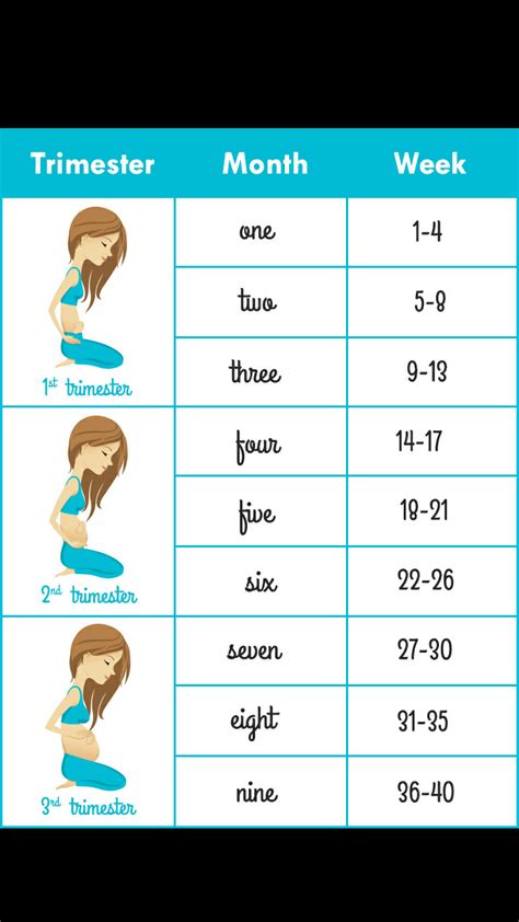 How Do The Months Go In Pregnancy Pregnancywalls