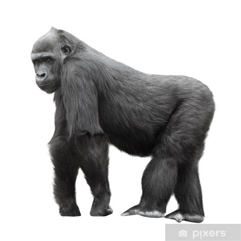 Silverback Gorilla Isolated On White Background Wall Mural