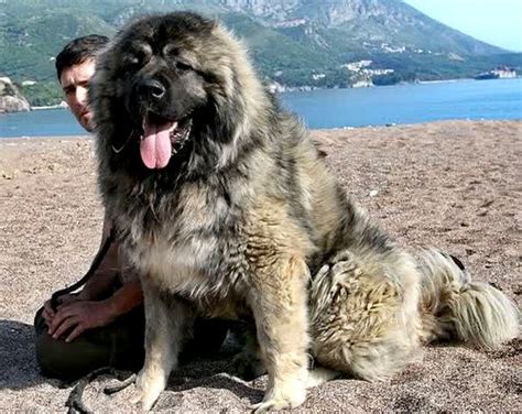 caucasian mountain dog caucasian shepherd dog