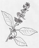 Plant Basil Drawing Kids Pages Tulsi Coloring Plants Collection Colouring Paintingvalley Explore Medicinal Template Sketch Getdrawings sketch template