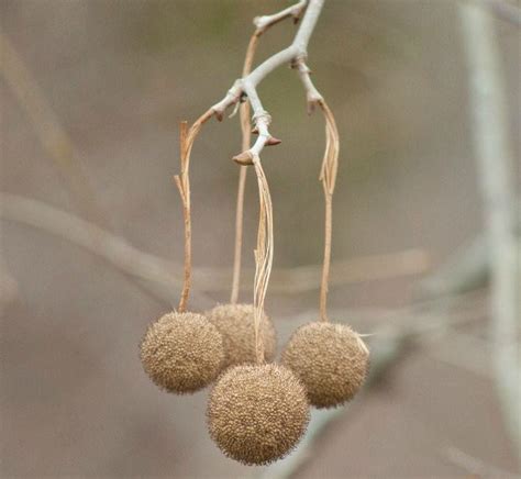 trees  staten island   seed pods hanging