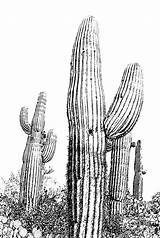 Cactus Saguaro Coloring Pages Template Print Printable Blossom Usa sketch template