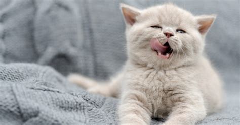 8 saker du inte ska ge din katt att äta måbra