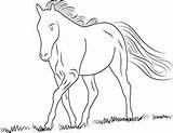 Ausmalbilder Fohlen Junges Horse Tiere Ausmalen Malvorlagen Hunde Vorschule Kinder Kostenlosen Findest Coloringpages101 sketch template