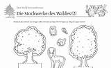 Stockwerke Waldes Arbeitsblatt sketch template
