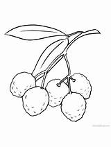 Coloring Lychee sketch template