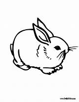 Coloring Rabbit Pages Print Printable Bunny Cute Sheets Lapin Coloriage Kids Animaux Easter Hellokids Colouring Avec sketch template