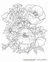 Coloring Pages Adult Flower Adults Drawing Printable Flowers Beautiful Realistic Colouring Printables Books Rose Color Book Line Designs Pretty Sheets sketch template