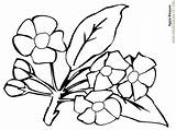 Bunga Mewarnai Blossom Mawar Melati Kumpulan Coloringhome sketch template