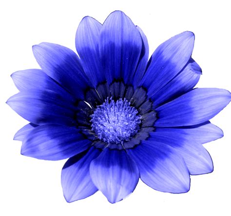 blue flower white cornflower blue png    transparent flower png