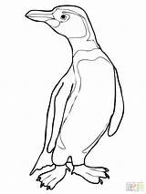 Emperor Penguin Coloring Getcolorings sketch template