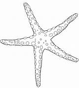 Estrella Starfish Equinodermos Animales Etoile Chachipedia Invertebrados Coloriages Dessins sketch template