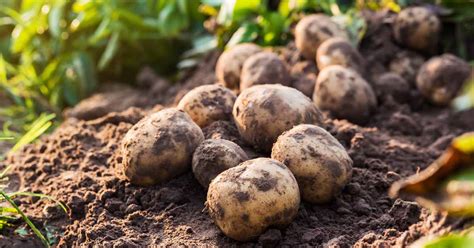 grow potatoes  gardeners path growing guide