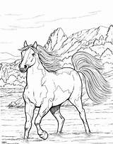 Coloring Horse Pages Adults Adult Kids Animal Horses Realistic Printable Colouring Cavalos Color Sheets Bestcoloringpagesforkids Print Book Burning Wood Books sketch template