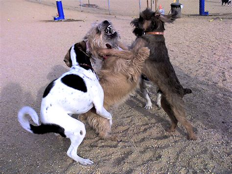 Adiestramiento Canino En Madrid Siente A Tu Perro – La Conducta De