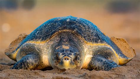 olive ridley tagging  research begins    years